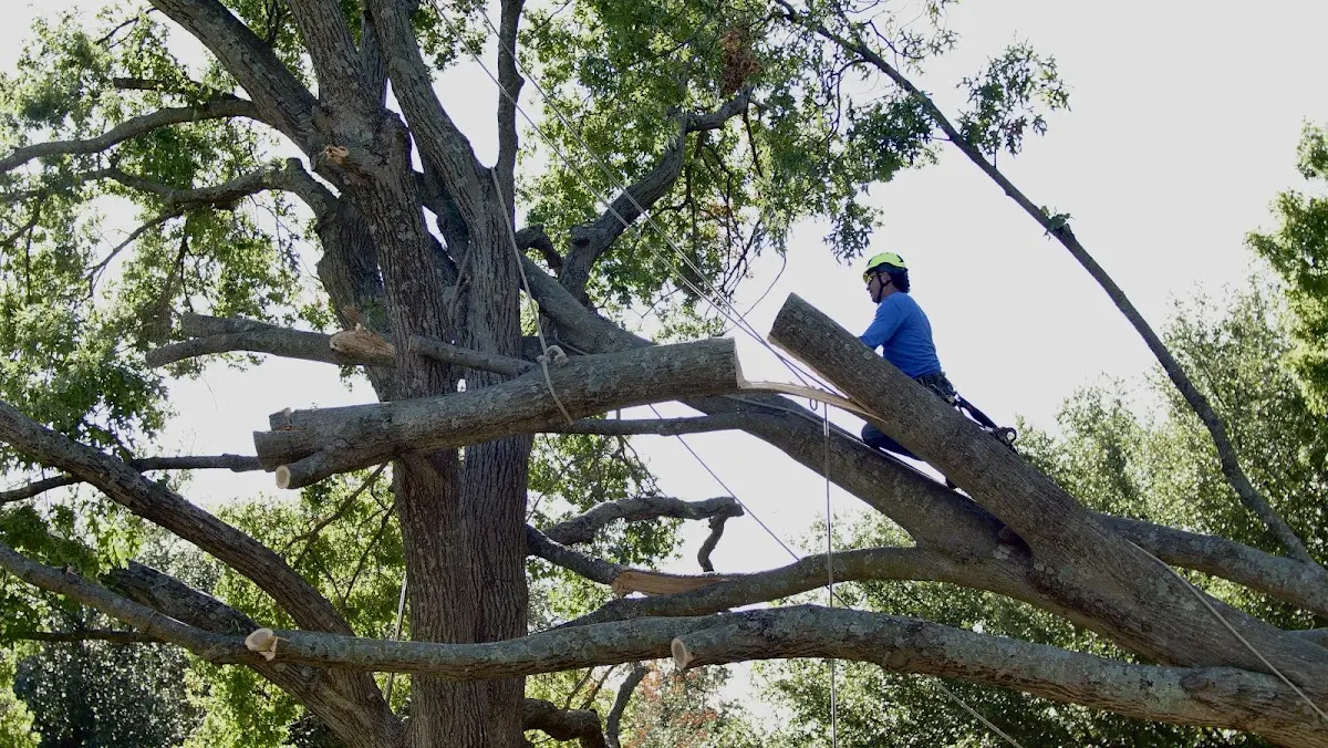 Professional Crown Thinning performed by certified arborists in Biddle